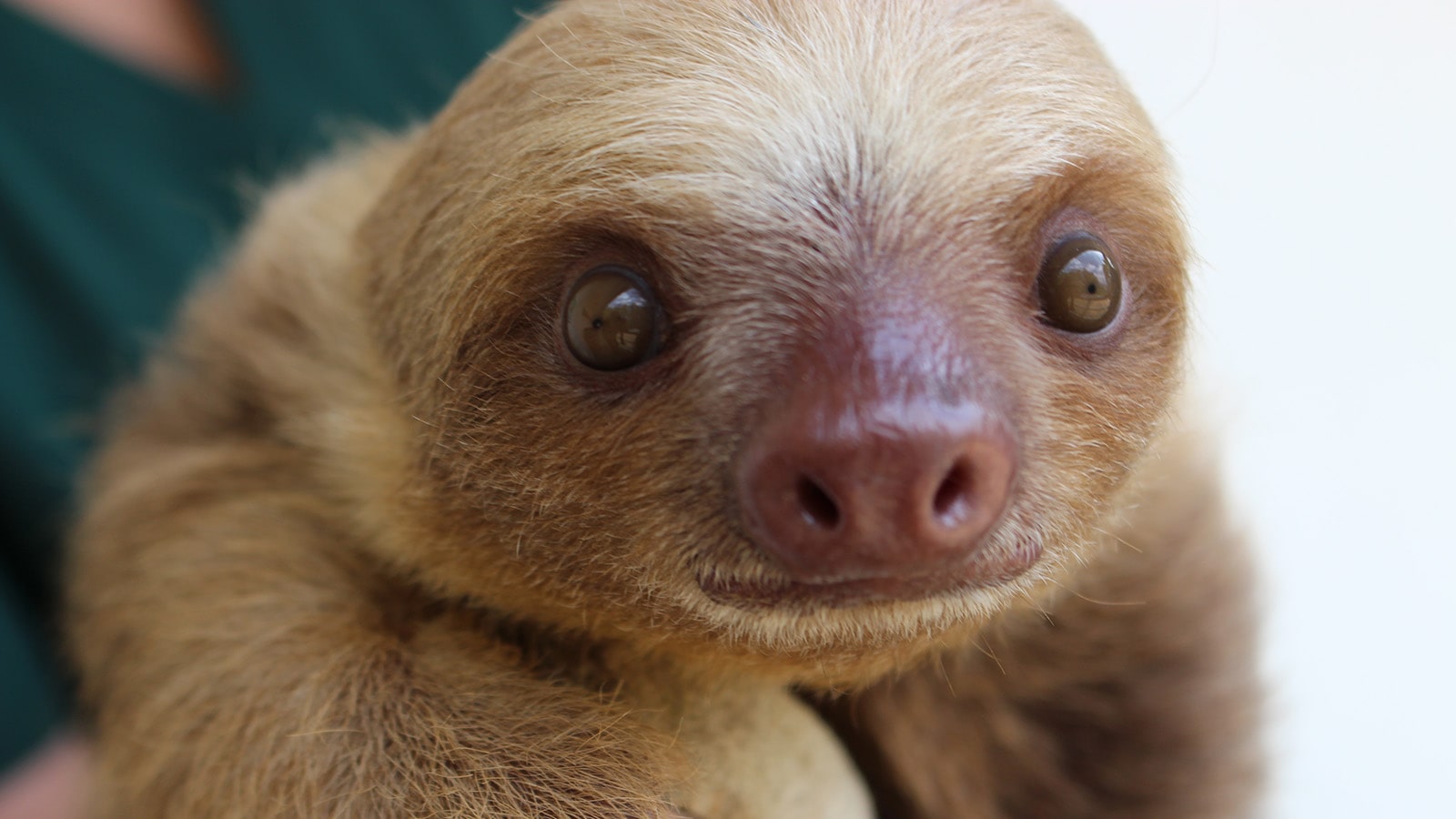 Perezoso Bradypus variegatus